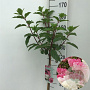 Hydrangea pan. Vanille-Fraise 120 cm stam 7,5L