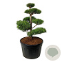 Pinus sylvestris 100-125 cm cont. 230L bonsai