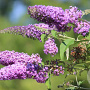 Buddleja d. 'Border Beauty' 30-40 cm 2,0L