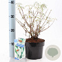 Buddleja d. 'White Profusion' 30-40 cm 2,0L