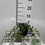 Vinca minor GM P9