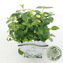 Hydrangea Runaway Bride 20-25 cm 2,0L
