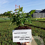 Hypericum calycinum plantgoed P9