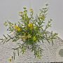 Hypericum kalmianum 'Gemo' 30-40 cm 2,5L