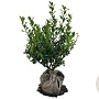 Ilex aq. 'Alaska' 40-60 cm met kluit