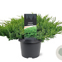 Juniperus d. 'Leningrad' 30-40 cm 3,0L