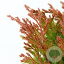 Juniperus h. 'Limeglow' 20-25 cm 3,0L