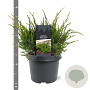 Juniperus media 'Mint Julep' 30-40 cm 3,0L