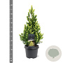 Picea gl. 'Rainbow's End' 30-40 cm 3,0L