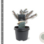 Picea pungens 'Karpaten' 20-25 cm 3,0L