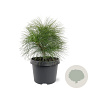 Pinus wallichiana 25-30 cm 3,5L