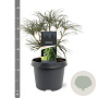Sciadopitys verticillata 25-30 cm 3,5L