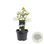 Sciadopitys vert. 'Sternschnuppe' 25-30 cm 3,5L