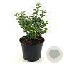 Ilex crenata 25-30 cm 2,0L