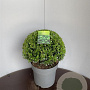 Ilex crenata 'Caroline Upright' 30-35 cm 10L bol