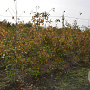 Amelanchier lamarckii 125-150 cm met kluit
