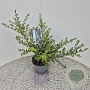 Ilex crenata 'Convexa' 30-40 cm 2,5L