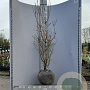 Cornus mas 150-175 cm met kluit