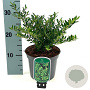 Ilex crenata 'Glory Gem' 15-20 cm 2,0L