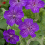 Geranium ibericum 'Turco' GM P9