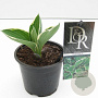 Hosta 'Francee' 20 cm P13