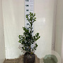 Ilex aq. 'J.C. van Tol' 60-70 cm met kluit