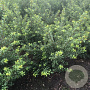 Ilex crenata 'Convexa' 60-80 cm met kluit