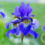 Iris sibirica GM P9 leverbaar