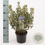 Olearia haastii 20 cm 2,0L