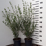 Phillyrea angustifolia 40-60 cm 3,0L