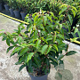 Prunus l. 'Angustifolia' 30-40 cm 3,0L