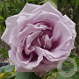 Rosa (K) 'Indigoletta' 80-100 cm 5,5L