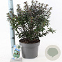 Ilex meserv. Gentle 30-40 cm 5,0L