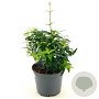 Jasminum laurifolium 'Angel Wing' 25-30 cm 2,0L