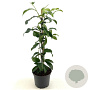 Kadsura japonica 30-40 cm 3,0L