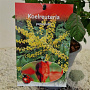Koelreuteria paniculata 40-50 cm 2,5L