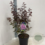Lagerstroemia Rhapsody in Pink 30-40 cm 5,0L