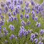 Lavandula angustifolia plantgoed P9
