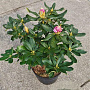 Rhododendron 'Cheer' 30-40 cm 5,0L struik