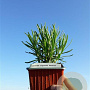 Lavandula ang. 'Munstead' plantgoed P9