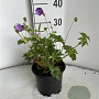 Geranium Rozanne GM 2,0L