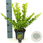 Ligustrum 'Vicaryi' 30-40 cm 2,0L