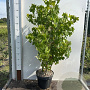 Liquidambar styraciflua 100-125 cm 12L