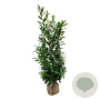 Prunus l. 'Caucasica' 150-175 cm met kluit