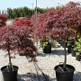 Acer pal. 'Dissectum Garnet' halfstam container solitair