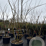 Albizia julibr. Ombrella 200-250 cm cont. 130L meerstammig