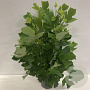 Liriodendron tulipifera 100-125 cm 12L