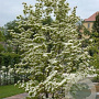 Cornus kousa 375-400 cm cont. 375L meerstammig