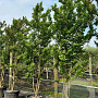 Lagerstroemia indica 200-250 cm container meerstammig