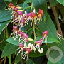 Lonicera henryi 175-200 cm 12L